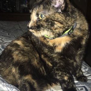 Meet your Posher, Destiny